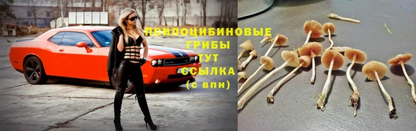 прущие крисы Новодвинск